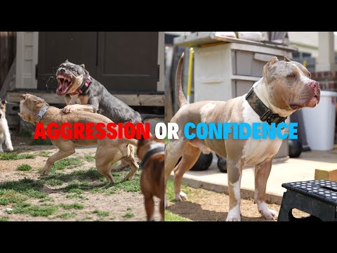 Rise Above Aggression: Build Confidence (Building a Protection Dog)