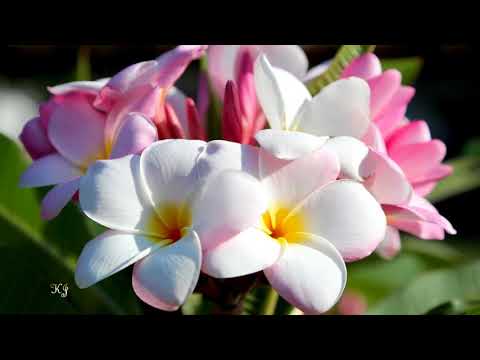 ** Aloha Oe **      -    Elfriede Hablé & James Last orchestra