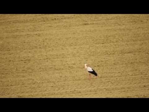 Cicogna avvistata a Montignano (Senigallia) in località Campetto