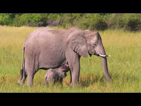 Faszination Afrika - Tiere im Okavango Delta HD Deutsch [Tierdokumentation]