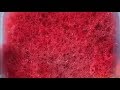 Slime ASMR Bubble Popping Edition 3