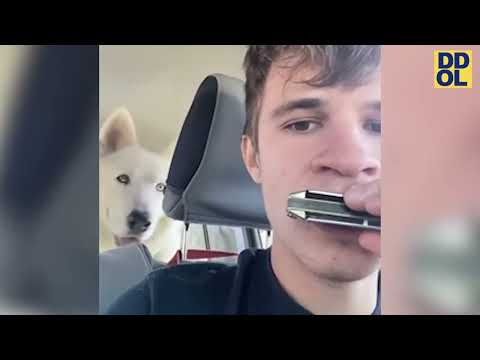 TRY NOT TO LAUGH WATCHING FUNNY FAILS VIDEOS 2023 #297