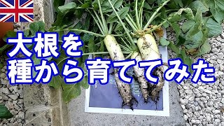 イギリスで大根育ててみた