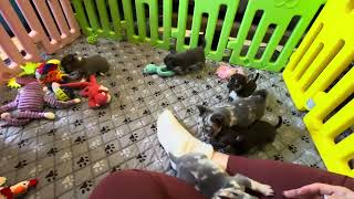 Video preview image #7 Chihuahua Puppy For Sale in CHARLESTON, AR, USA