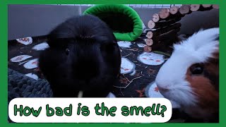 Do Guinea Pigs Smell Bad? | The Why & How To Prevent It