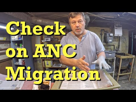 111-day African nightcrawler bin fed after 1 week since migration began - worm farm vermicomposting