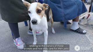 Domestic Animal Survey: Thank you, Cape Town!
