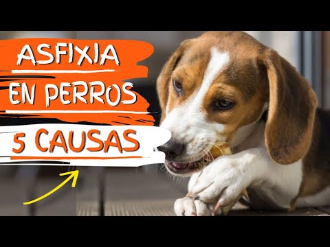 🐶🐱5 CAUSAS comunes de ASFIXIA EN MASCOTAS