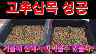 고추삽목 성공 겨울에 집안에서 따먹을수 있을까요? 전원일기 귀농귀촌 시골 농사 농업 주말농장 텃밭 분갈이