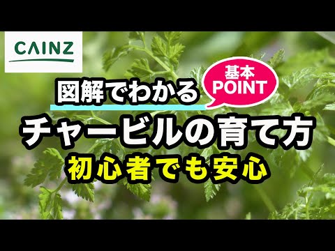 園芸 塊茎チャービル、球根状クロロフィル