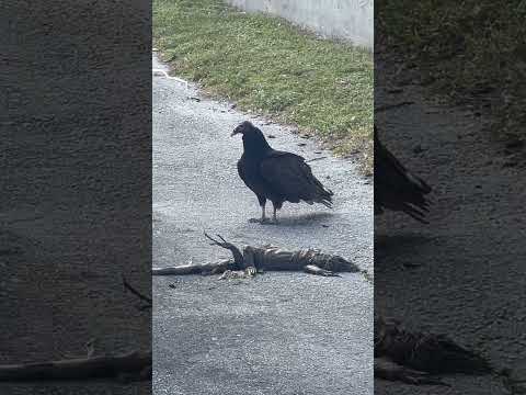 Savage (Salvaje) iguana vs vulture