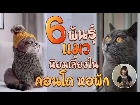 6 พันธุ์แมว นิยมเลี้ยงใน คอนโด หอพัก