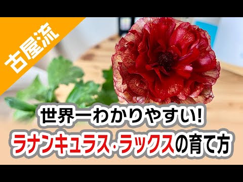 キャラックスについて詳しく解説