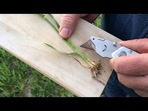 Ackerbauforum -  Wachstumsregler bei Trockenheit