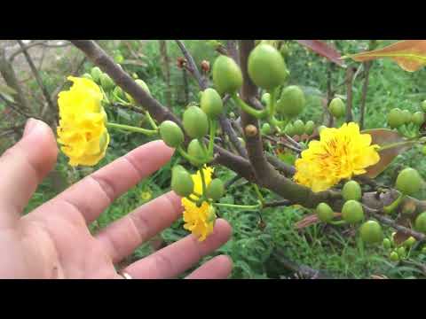 Đã bán) Gl cho cả nhà 2 cây mai lùm cúc rin giá 2 cây 1tr600 liên hệ Trí (0934994477)