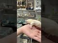 フクロモモンガのYouTubeサムネイル画像