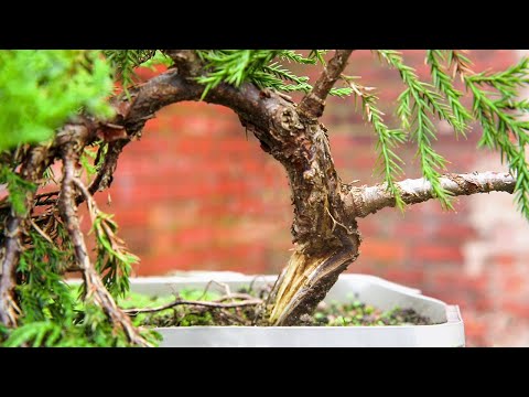 Did I go too far with this juniper?