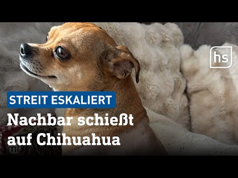 Nachbarschaftsstreit um Bäume: Hund angeschossen | hessenschau