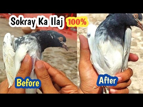 Sokray Ka Asan Ilaj 100% | Hashim Mahmood Pigeons