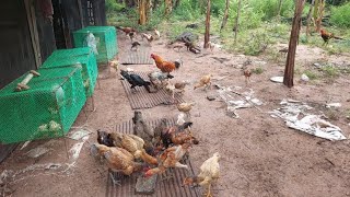 បន្តិចបន្តួចលក្ខណៈគ្រួសារ/Raising chickens as a family