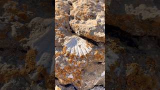 Download lagu Shallow water fossils near Noah’s Ark. More proof that the area was once covered by water. 😍 mp3