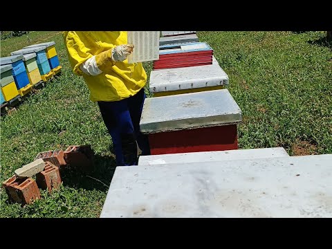 Ovako se skuplja propolis