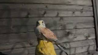 preview picture of video 'Baguage d'un Faucon crécerelle - Falco tinnunculus mâle adulte.'