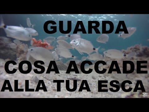 Se è possibile si libererà da parassiti in un organismo Come là vivono parassiti in un corpo della persona