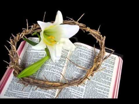 Flor de alheña   YouTube