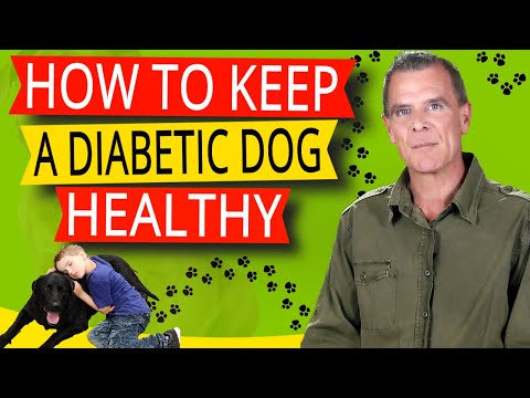 How To Keep Your Diabetic Dog Healthy (Symptoms, Supplements, Natural Treatment and Diet Guide)