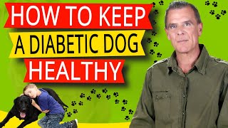 How To Keep Your Diabetic Dog Healthy (Symptoms, Supplements, Natural Treatment and Diet Guide)