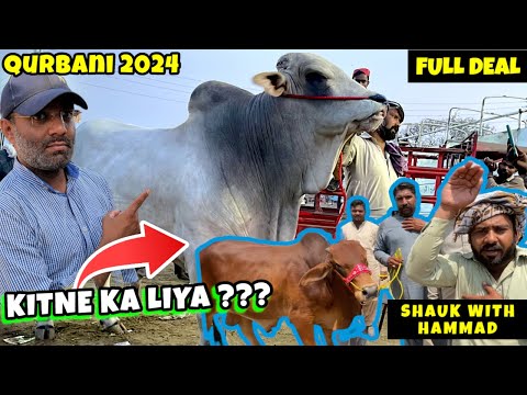 Kitna Ka Liya - Qurbani 2024 Maal Sasta ya Mehnga ? Cow Mandi 2024 - Bakra Mandi - Shauk with Hammad