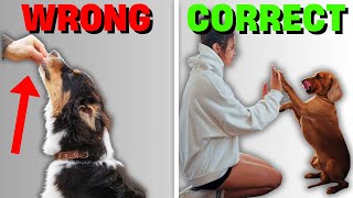 5 Fun & Easy Ways to Reward Your Stubborn Breed Dog