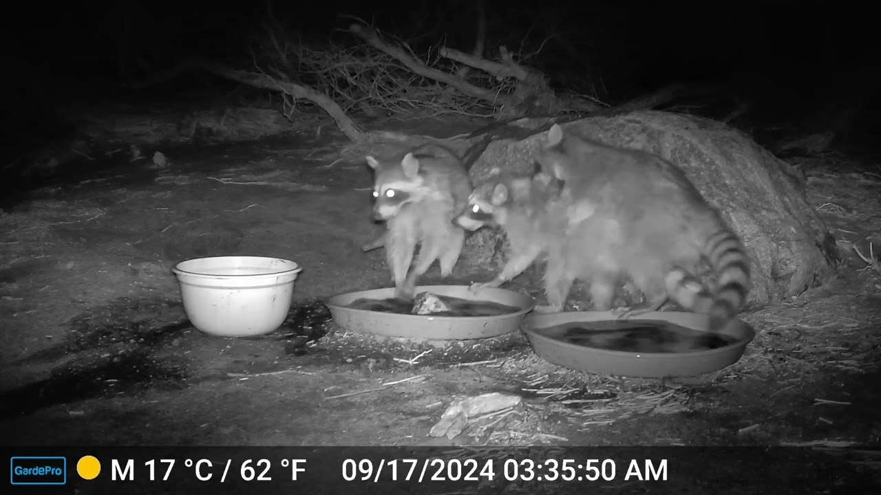 S2E24: Rowdy And Rambunctious Raccoons (Part 1)