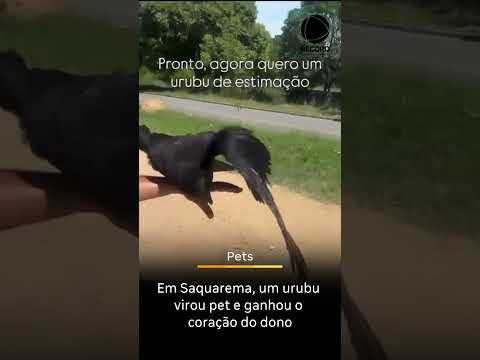 🦅 Urubu vira pet e conquista Saquarema | Neste domingo (21), às 18h, no Domingo Espetacular 📺