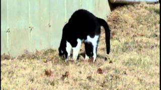 preview picture of video 'Buster tries to catch a mole By D&R Pest Control LLC Washington, Mo. 63090 http://www.drpest.net'