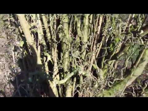 Cutting hazelnuts - corkscrew hazel
