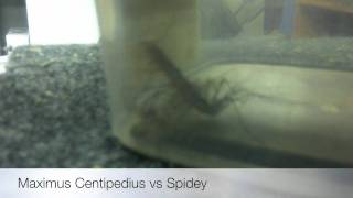 Bug Fights - Centipede vs Spider