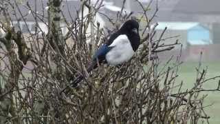Magpies in my plum tree