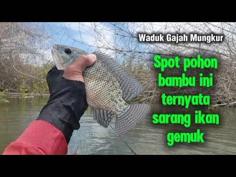 Mancing WGM Terbaru||Tumbuhan bambu tenggelam⁉️Ikan nila disini gemuk-gemuk‼️#mancing #fishing #wgm 