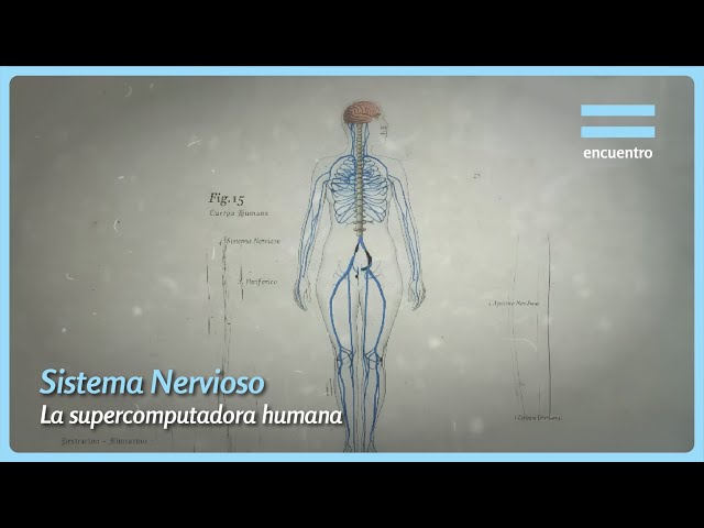 Vídeo relacionado con 3B Scientific VR3620UU Impreso En Papel, el Sistema Nervioso