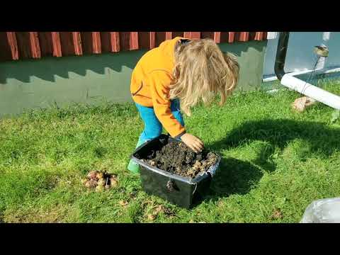 Kartoffelernte aus dem Sack in Schweden😊👍🍀