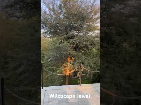 Subah ki shanti, jungle ki kahani 🌄 — #WildscapeJawai