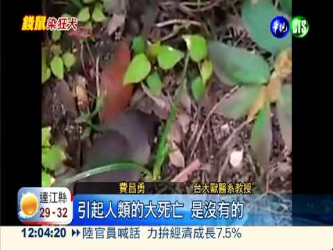 全球首例! 狂犬跨物種 錢鼠中鏢