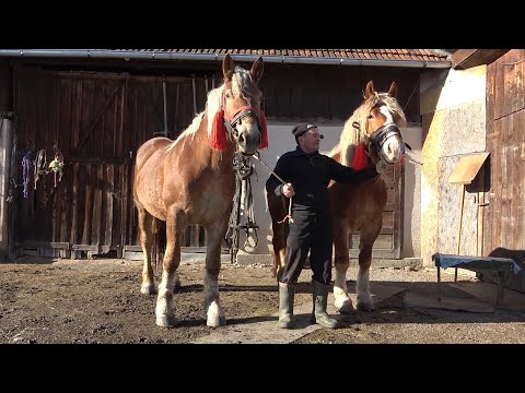 Caii lui Ghita de la Vanatori, Cluj - 2023 Nou!!!