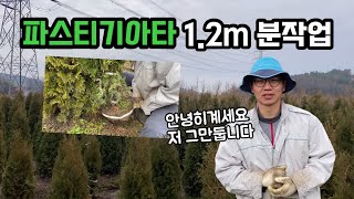 파스티기아타 1.2m 분작업! 국팀장의 마지막인사