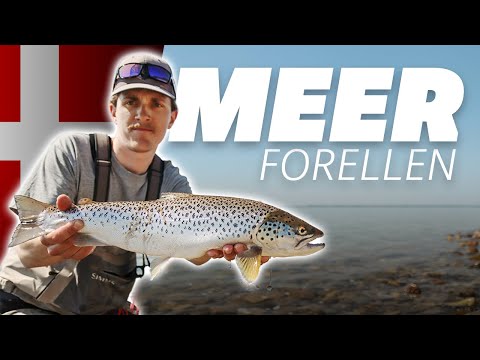 Meerforellen in Dänemark: Auf Fyn fängt jeder!