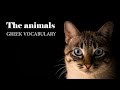 the animals vocabulary