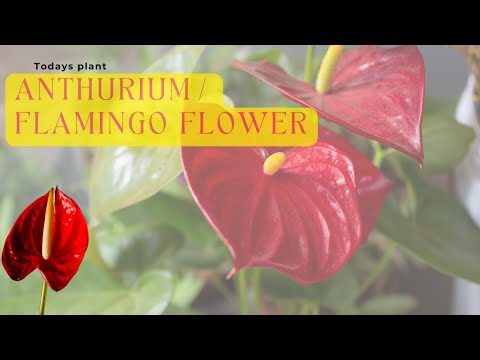 Ultimate ANTHURIUM PLANT CARE TIPS – INDOOR FLOWERING PLANT