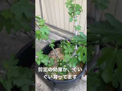 園芸 しだれイチジクの木